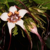 Strophanthus